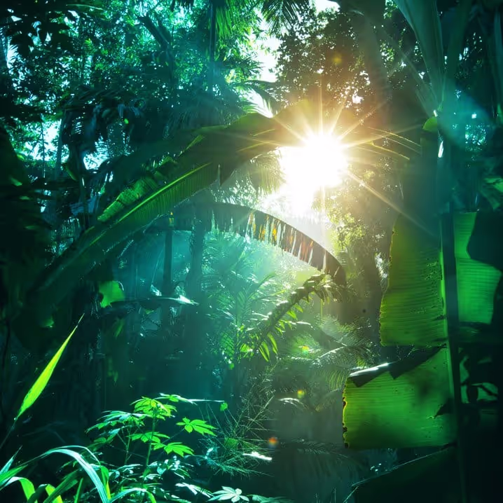 Pura Vida - Tropical Forests of Costa Rica sound effects library by Carl Malherbe
