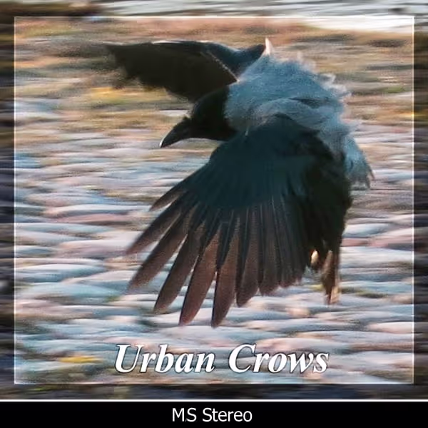 Urban Crows sound effects library by Detunized