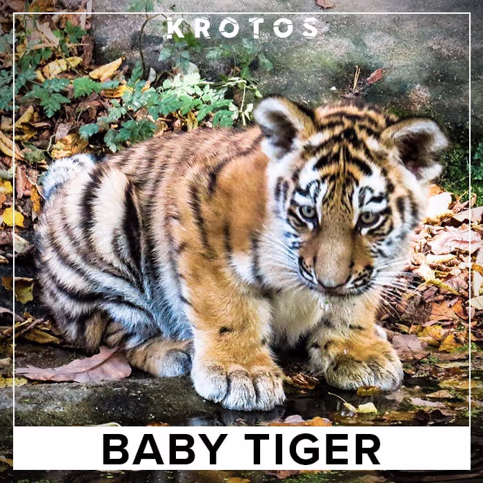 Baby Tiger sound effects library by Krotos Audio