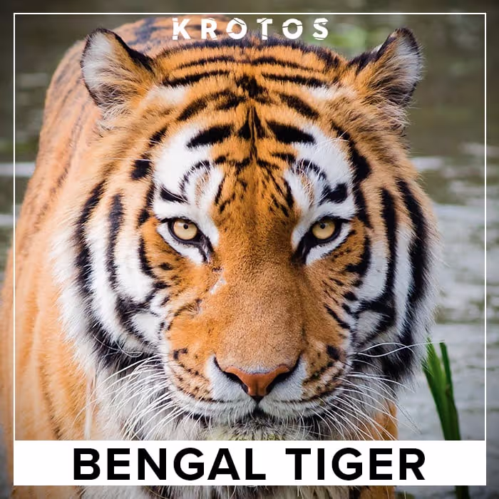 Bengal Tiger sound effects library by Krotos Audio