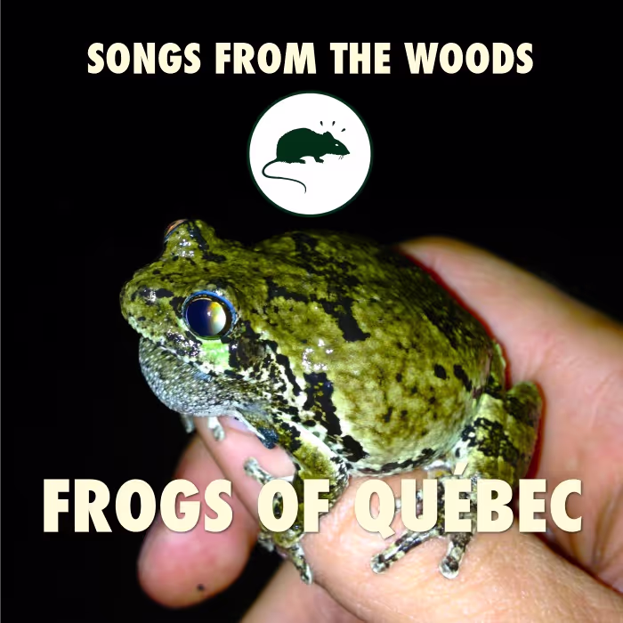 frog sound effects library