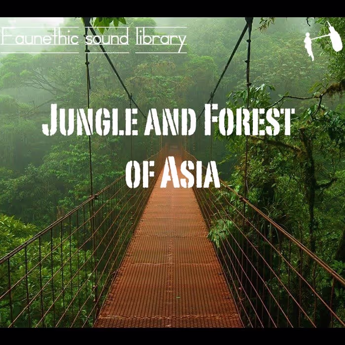 jungle sound effects
