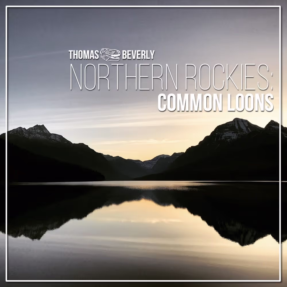 Northern Rockies: Common Loons sound effects library by Thomas Rex Beverly