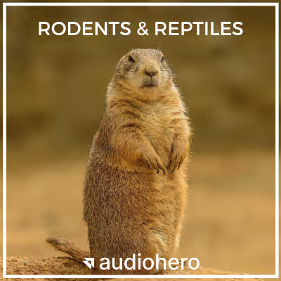 Rodents & Reptiles sound effects library by Audiohero