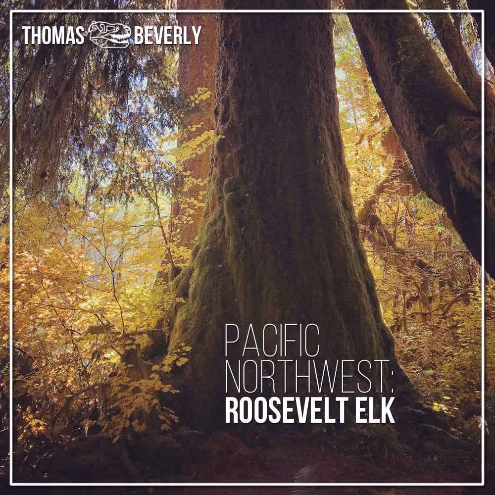 Pacific Northwest: Roosevelt Elk sound effects library by Thomas Rex Beverly