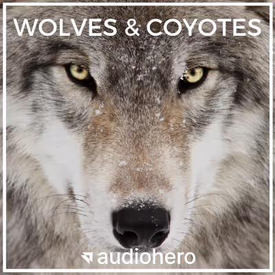 Wolves & Coyotes sound effects library by Audiohero