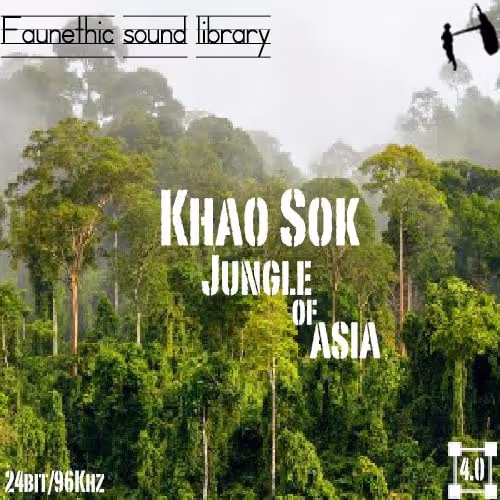 Khao Sok Jungle sound effects library by Faunethic