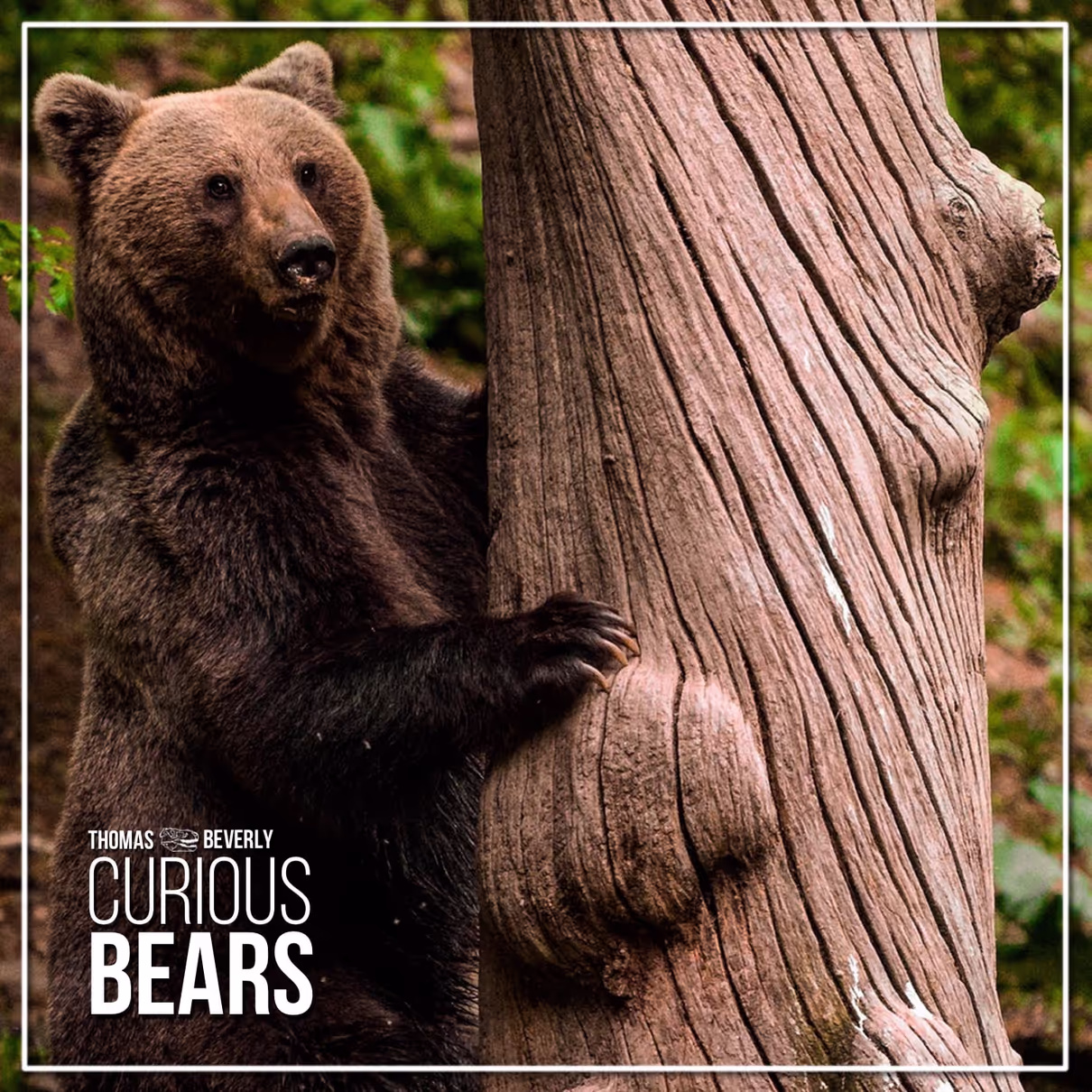 Curious Bears sound effects library by Thomas Rex Beverly