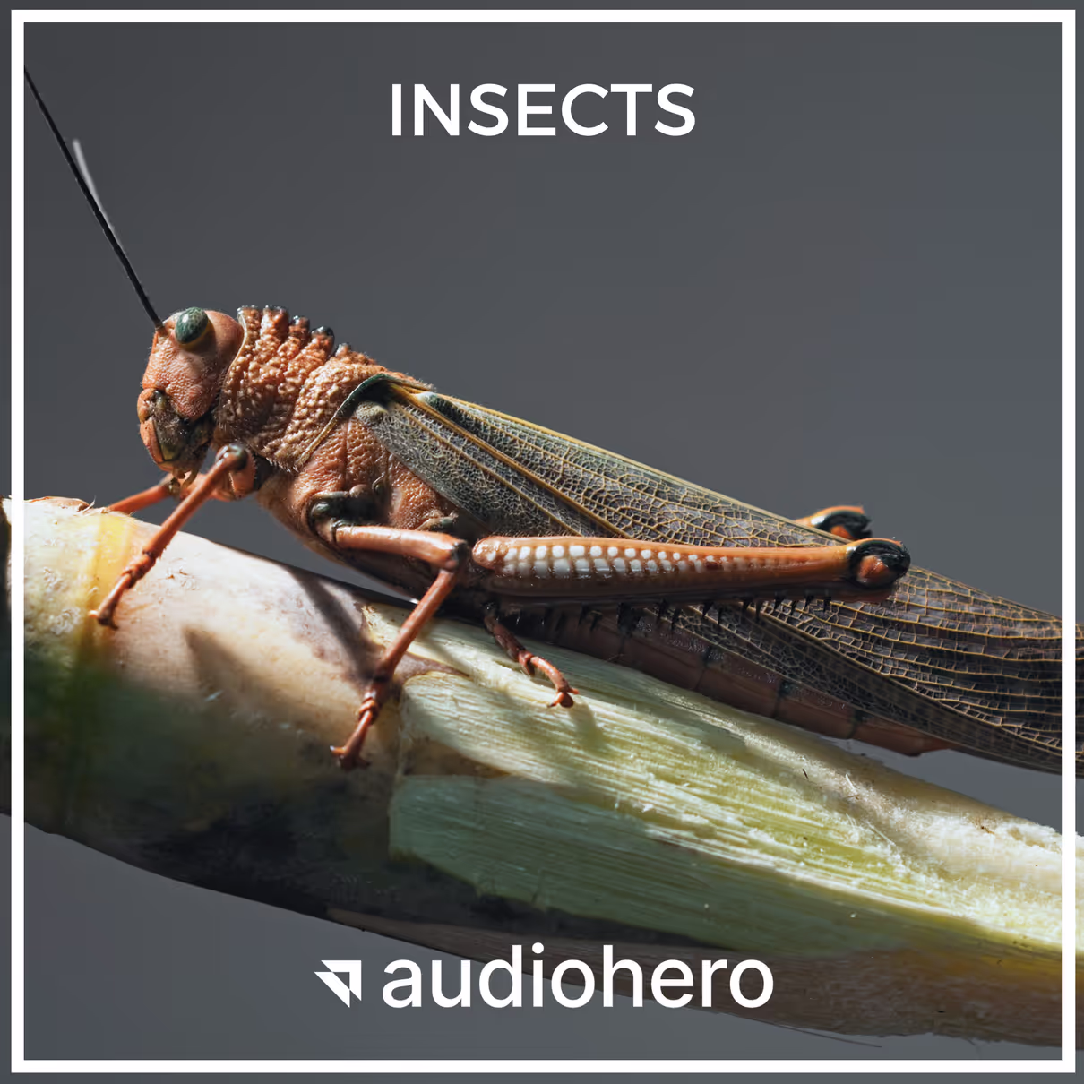 Insects sound effects library by Audiohero