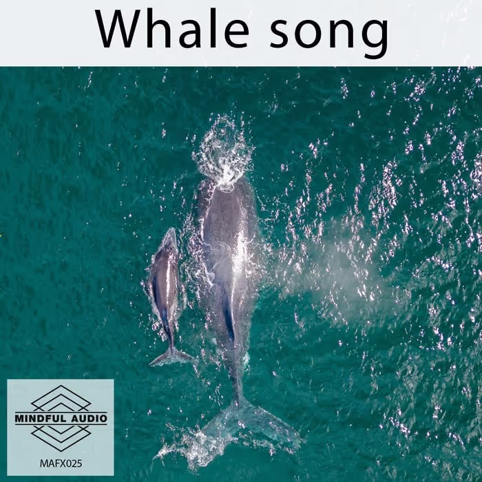 Whale Song sound effects library by Mindful Audio