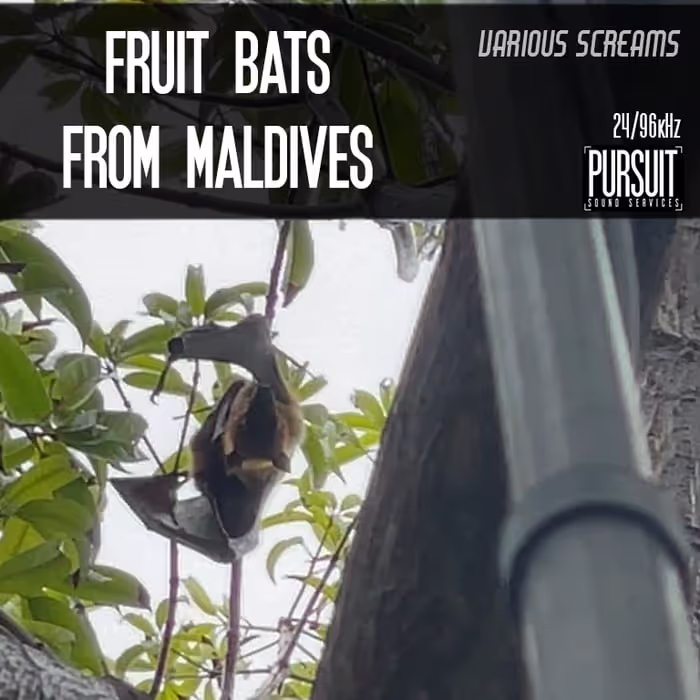 Fruit bats sound effects library by Pursuit Sound