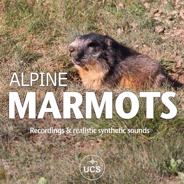 Alpine Marmots sound effects library by Nicolas Titeux