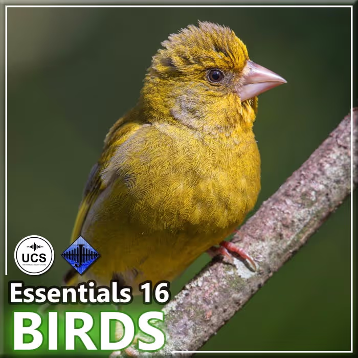 Essentials 16 - Birds sound effects library by InspectorJ
