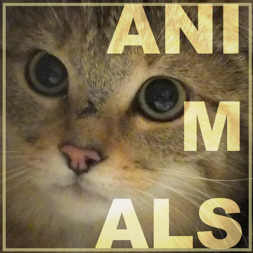 More Eurasian Animals - Big Bugs to Wildcats sound effects library by Sound of Essen