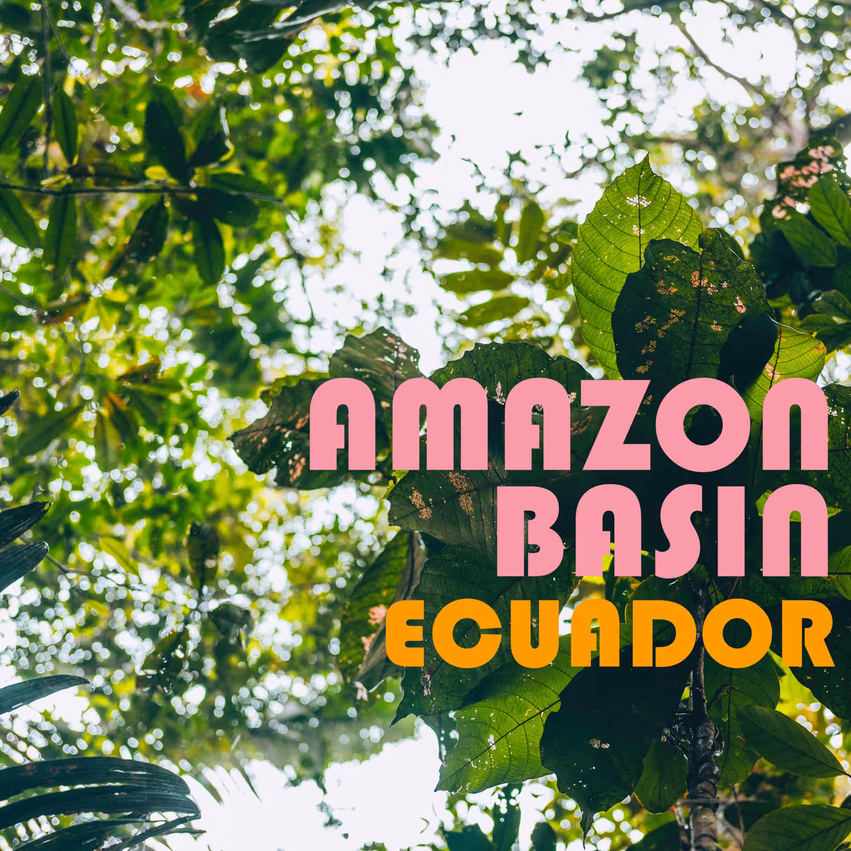Amazon Basin Ecuador sound effects library by Nick McMahan