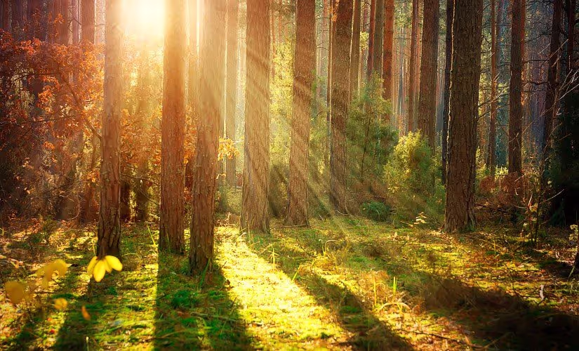 Nature recording with Bernie Krause