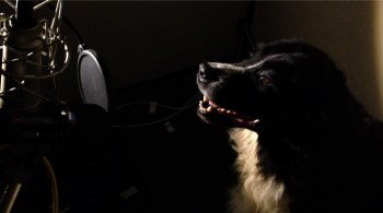 "Gooike", a New Foundlander - the large dog in the library