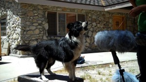 One of the dogs in Chuck's library, giving its best
