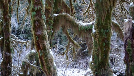 The Hoh Rainforest during winter