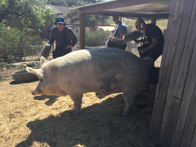 Titanfall 2 pig sound recording