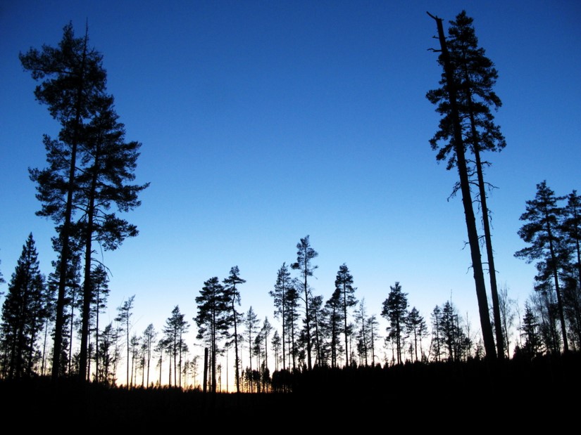 The dusk horizon is lined with tall, skinny pines.