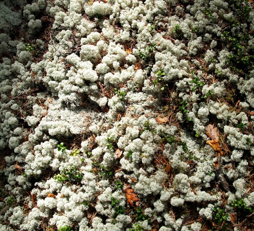 White moss covers the ground.