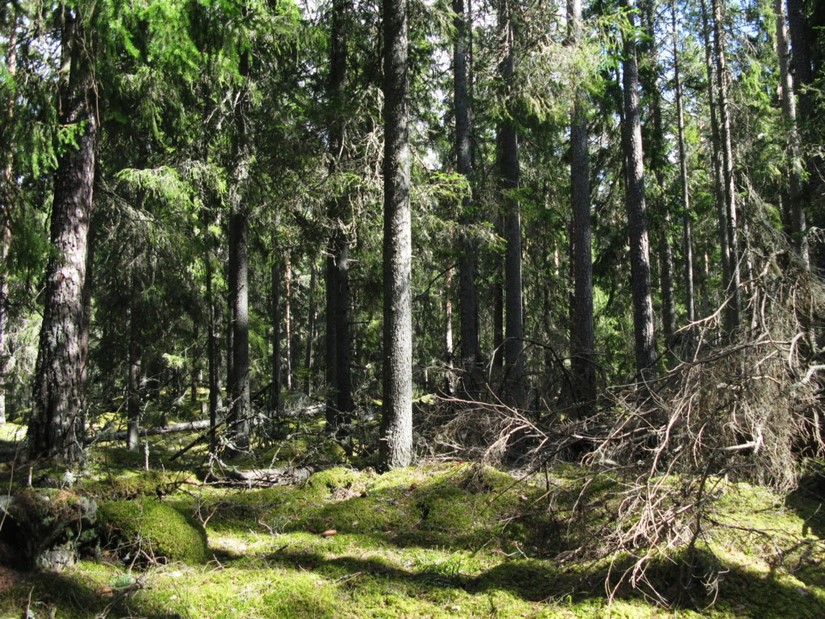 Mounds of moss create the floor of this boreal forest.