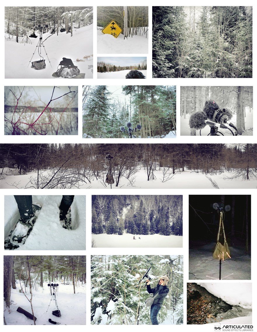 Winter Forest Sound pictures