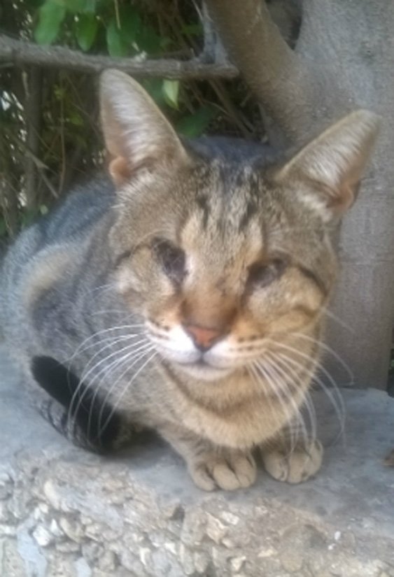 A beautiful tabby cat with no eyes