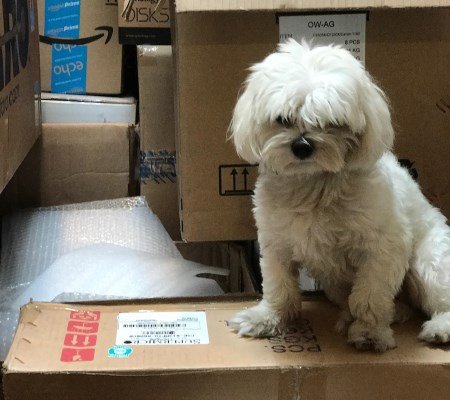 Ziggy the dog in stranger things