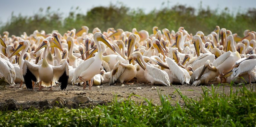 Hundreds of pelicans sleep and preen themselves.