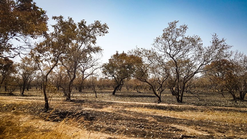 Dry trees are all that can be seen along the flat desert.