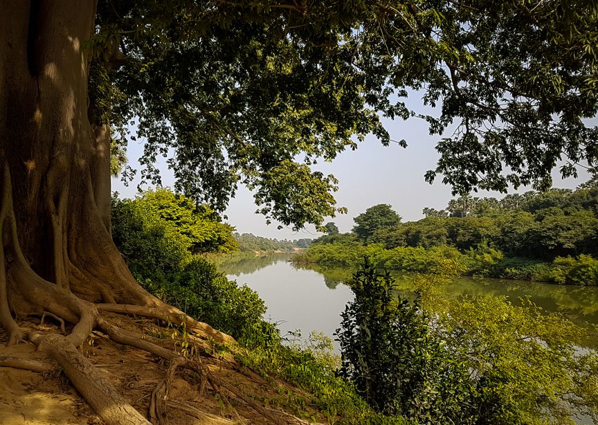 Lush green trees with thick roots outline a green river.