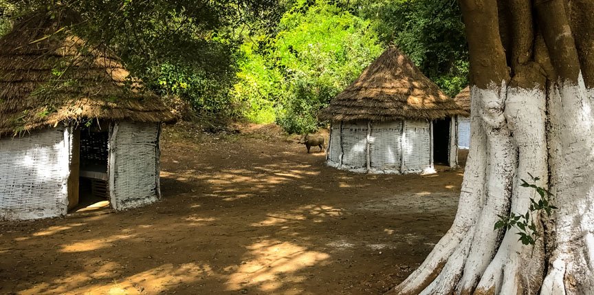 A wild boar stands in the shade near two white huts.