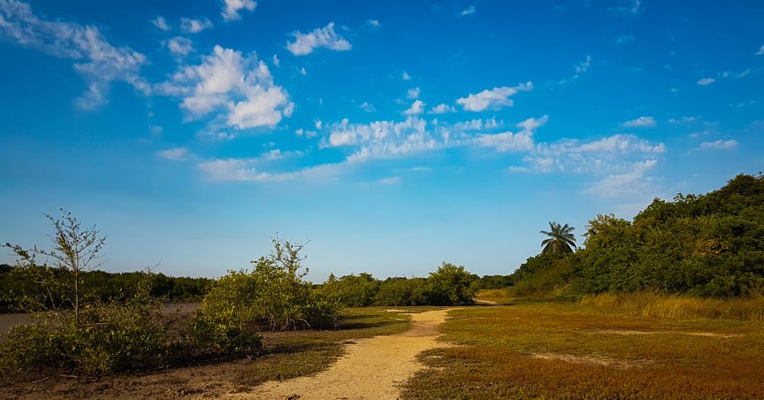 A path leads into a forest on a bright blue day.