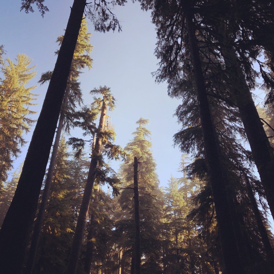 Towering pines reach for the sky