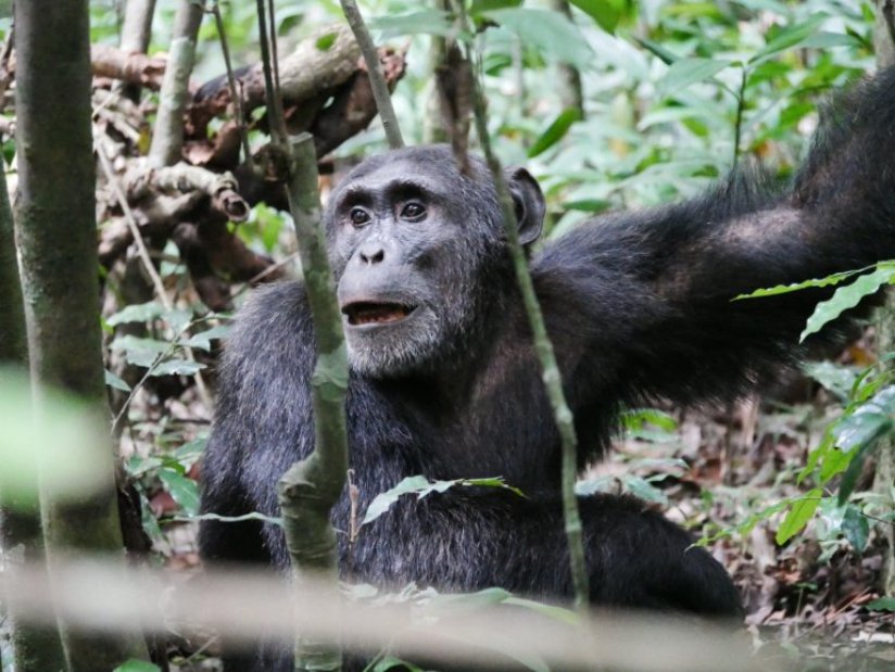 A large chimpanzee looks around.