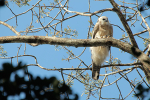 Quiet_Planet_sound-4