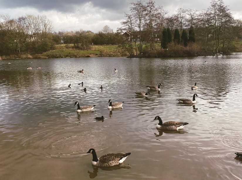 GeeseLibrary_sound-05