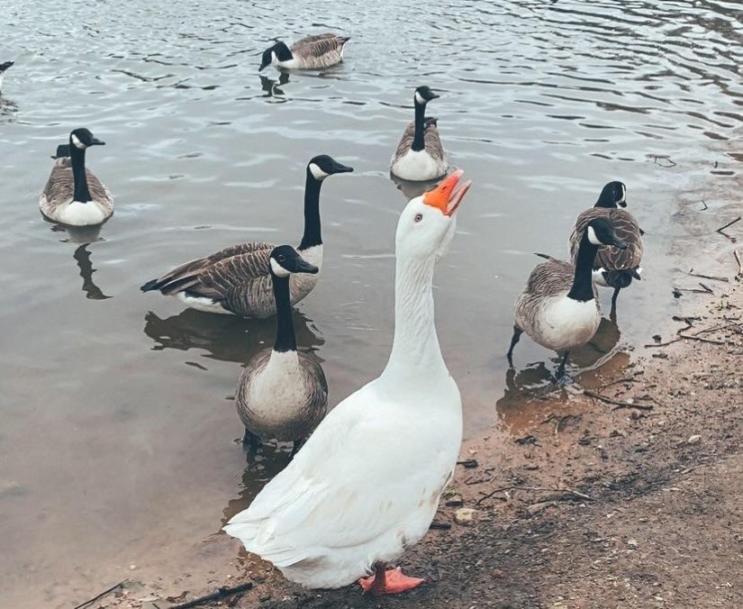 GeeseLibrary_sound-06