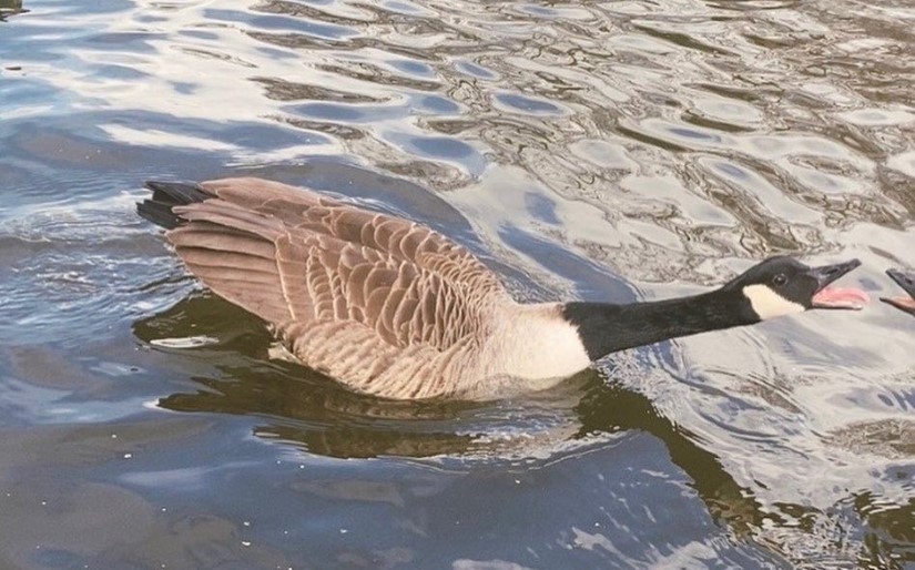 GeeseLibrary_sound-07