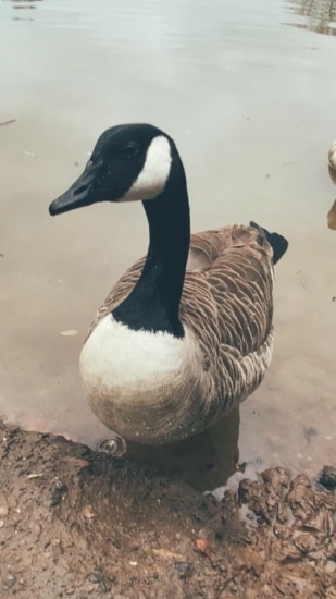 GeeseLibrary_sound-08