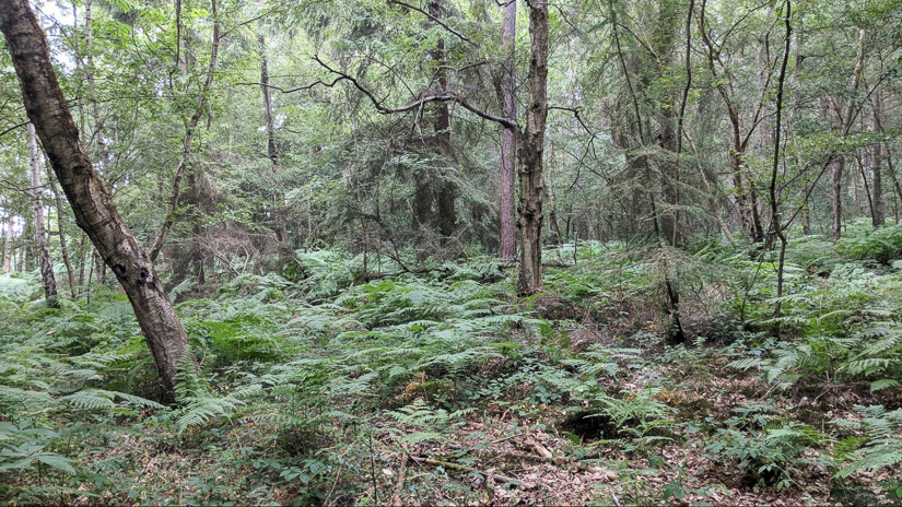 PredatorHuntingG_sound-6