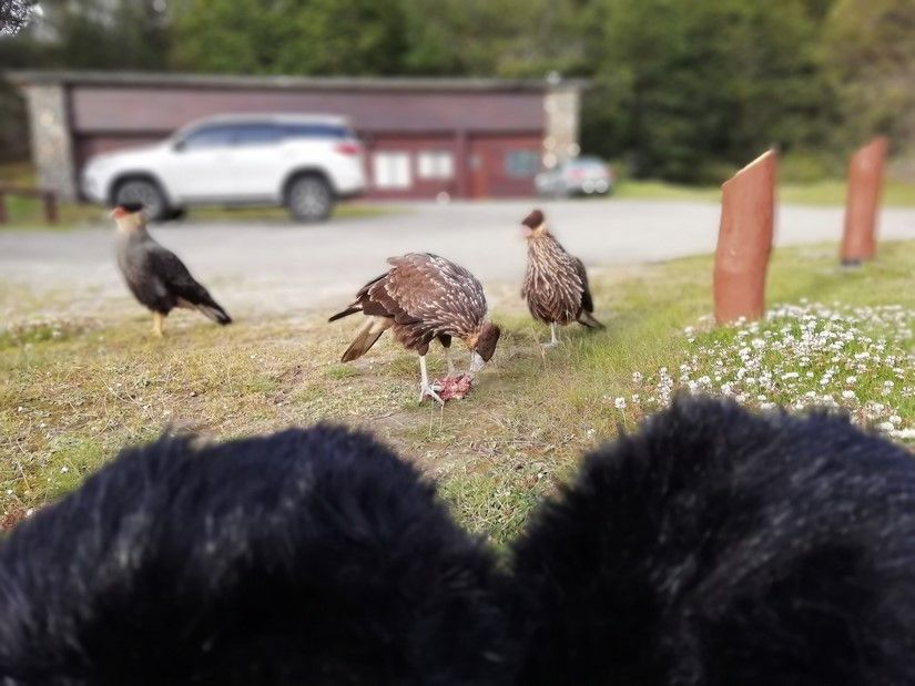 Extinct Animals_sound-06