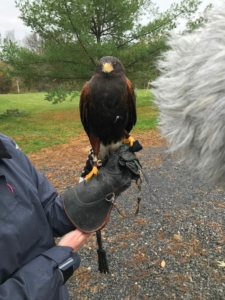 Extinct Animals_sound-07