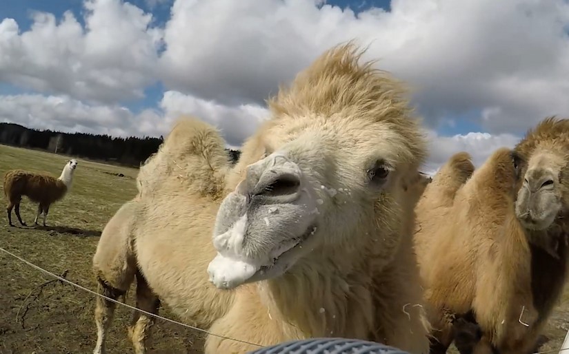 Camel animal sound effects recording