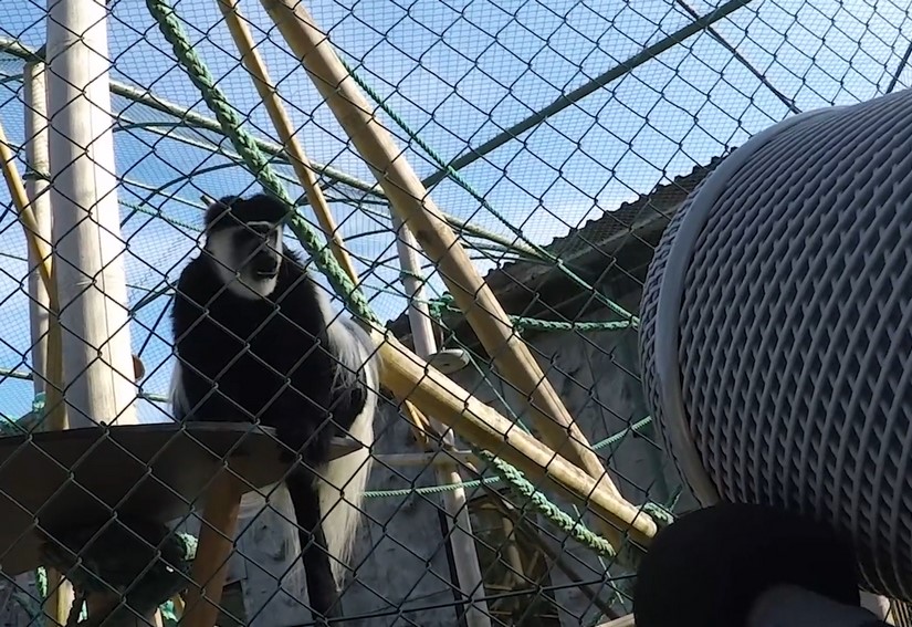 Recording animal sound effects