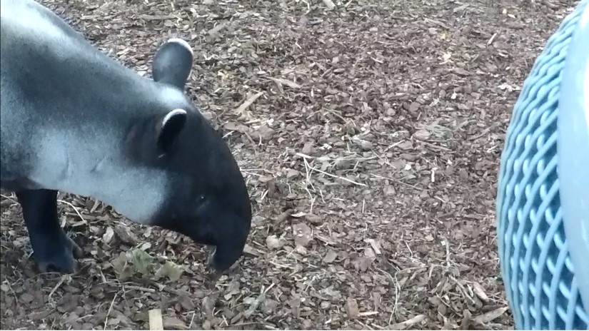 Animal sound effects recording