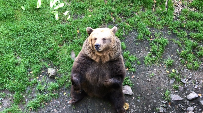 Bear animal sound effects