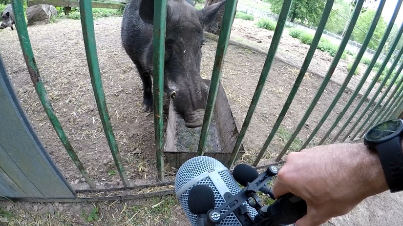 Boar animal sound effects recording